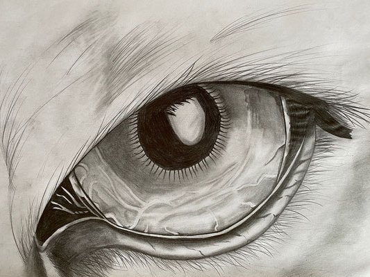 gezeichnetes Auge (schwarz-weiß)